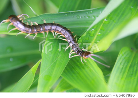 Centipede (June wandering among weeds) 66407980