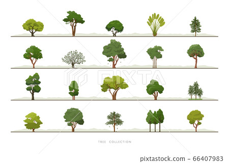 Collection of various green tree vector icon set Collection of various green tree vector icon set 66407983