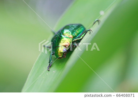 金龜子甲蟲堅持在灌木叢中的葉子(6月) 金龜子甲蟲堅持在灌木叢中的葉子(6月) 66408071