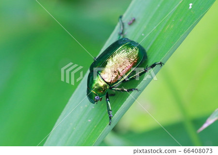 Scarab beetle holding on to a leaf in a bush (June) 66408073