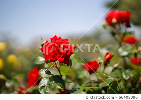 蒲燒，一朵美麗的紅玫瑰，原產於日本，在玫瑰園中盛開 66408090