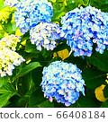 繡球 66408184