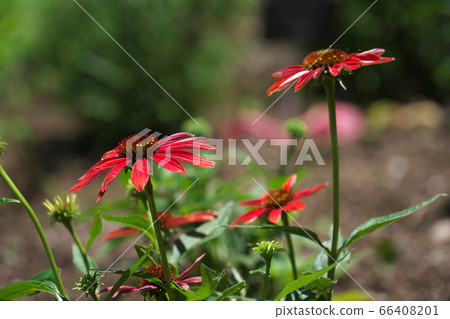 紫錐花作為藥用植物引起關注 66408201