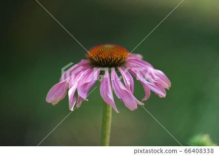 Echinacea flower attracting attention as a medicinal plant 66408338