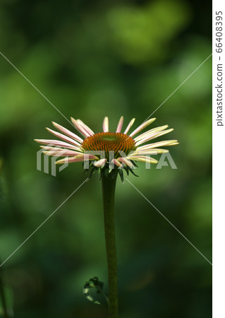 Echinacea flowers that have begun to open 66408395