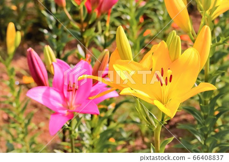 Yellow and pink lily flower Yellow and pink lily flower 66408837