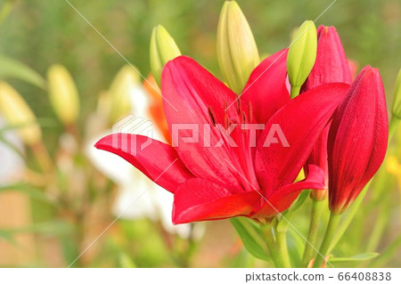 Bright red lily flower Bright red lily flower 66408838
