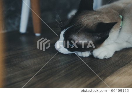 white brown cat laying resting on floor 66409133