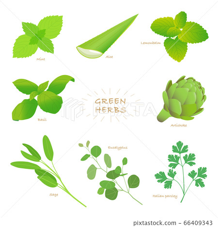 綠色 香草 草本的 66409343