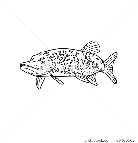Northern Pike Fish Mono Line Black and White 66409562