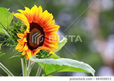 Sun Flower  66409653
