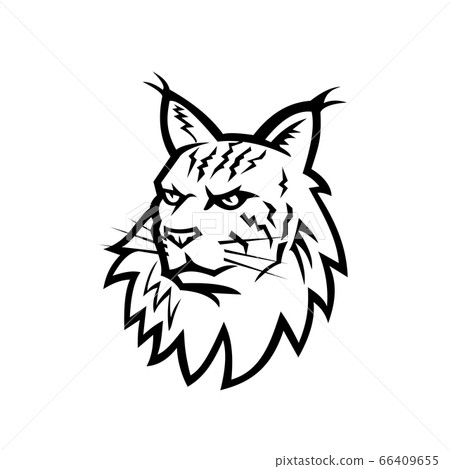 Head of Maine Coon Cat Mascot Black and White 66409655