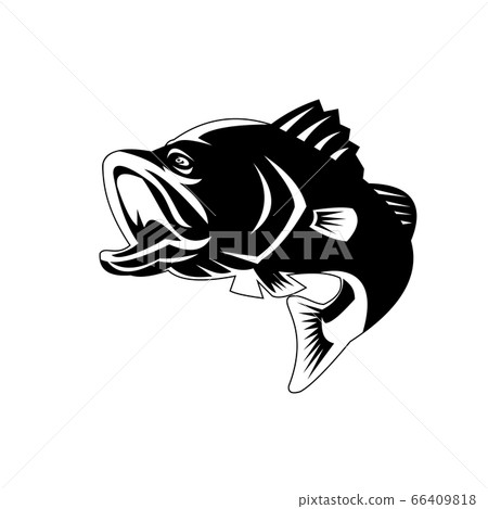 Barramundi or Largemouth Bass Fish Jumping Black Barramundi or Largemouth Bass Fish Jumping Black 66409818