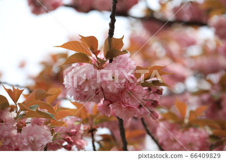Cherry Blossoms   66409829