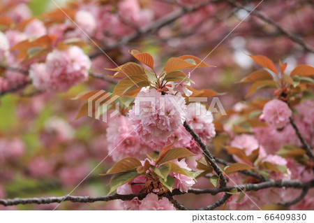 Cherry Blossoms   66409830