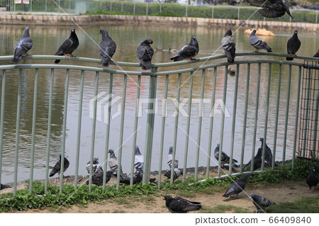 pigeon  pigeon 66409840