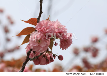 Cherry Blossoms   66410001
