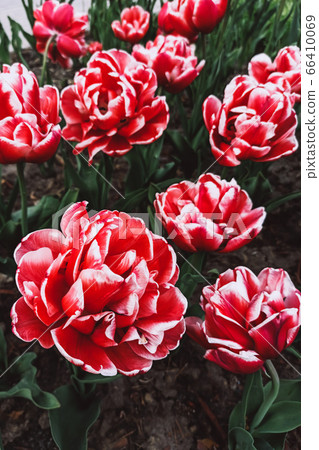 Beautiful multi colored blossoming flowers close up Beautiful multi colored blossoming flowers close up 66410069