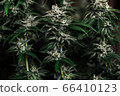 Big green leaves of marijuana close up 66410123