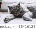 Beautiful british cat lies on the windowsill 66410124
