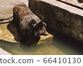 Beautiful young brown bear near the water 66410130
