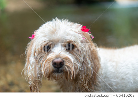 狗的品種卡巴波 66410202