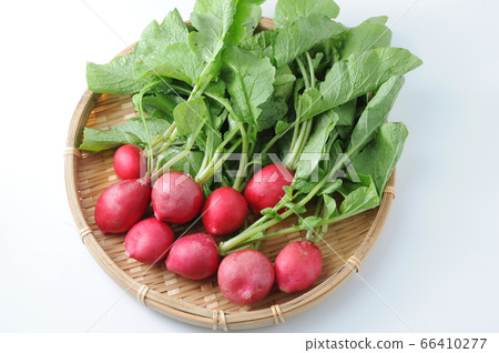Radish 66410277
