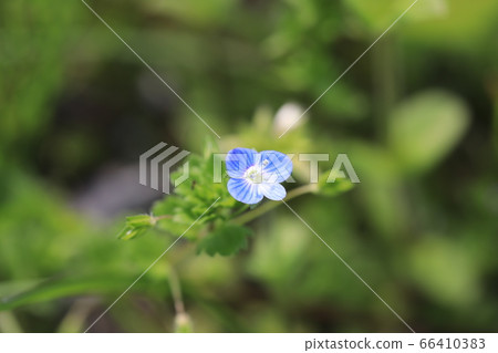 波斯Speedwell 66410383