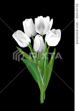 White tulips on a black background White tulips on a black background 66410738