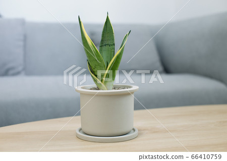 Decorative sansevieria plant on wooden table 66410759