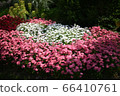 Pink and white flowerbed 66410761