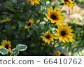 Early summer flowers 66410762