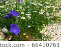 From spring to summer 66410763