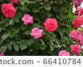 Pink rose 66410784