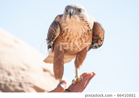 Photo of hawk living in the desert 66410881