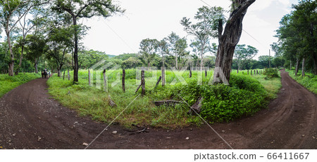 Dry forest panorama Dry forest panorama 66411667