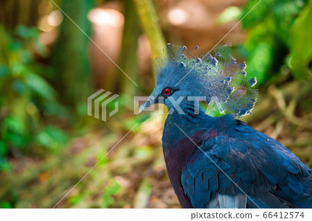 Unusual crowned dove in a green park cleans Unusual crowned dove in a green park cleans 66412574