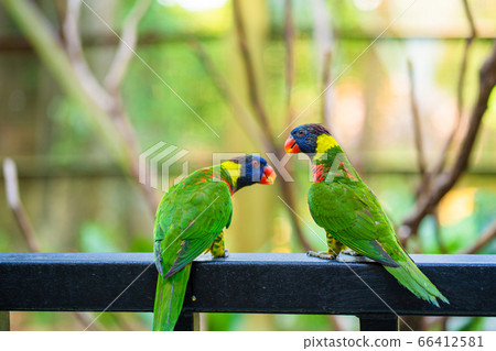 Rainbow Lorikeet parrots in a green park. Bird Rainbow Lorikeet parrots in a green park. Bird 66412581