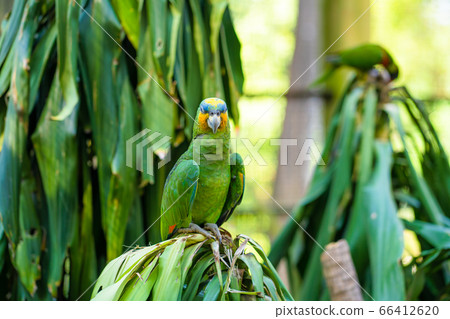 Rainbow Lorikeet parrots in a green park. Bird 66412620
