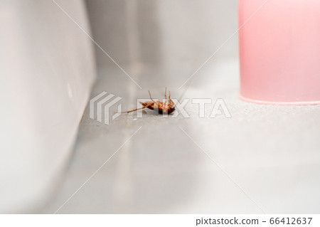 A huge cockroach on the floor. Insect pests in the 66412637