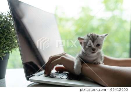 A 15-day-old kitten slept on the owner's arm while A 15-day-old kitten slept on the owner's arm while 66412900