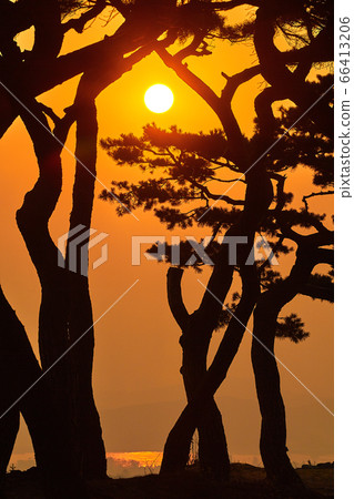 Pine trees and sunrise, 66413206