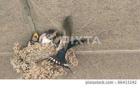 Feeding of the swallow Feeding of the swallow 66413242