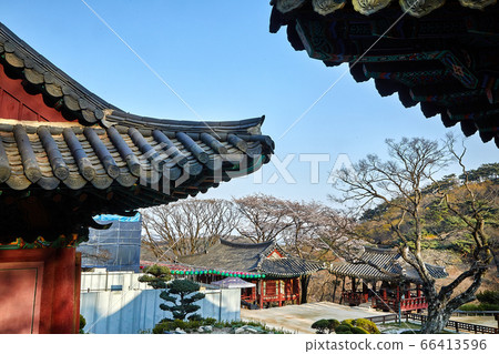 傳燈寺,瓦,櫻桃樹 傳燈寺,瓦,櫻桃樹 66413596