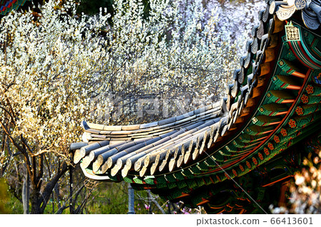 Jeondeungsa Temple, roof tile, cherry tree 66413601