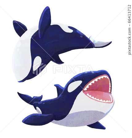 Killer whale 08 (texture) Killer whale 08 (texture) 66413712