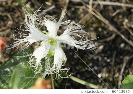 White lily flower 66413985