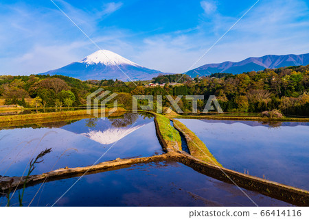（靜岡縣）梯田和水稻種植前的富士山 66414116