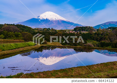（靜岡縣）梯田和水稻種植前的富士山 66414122