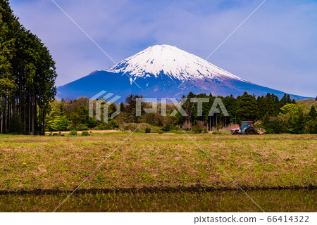 （靜岡縣）種植水稻時的富士山 66414322